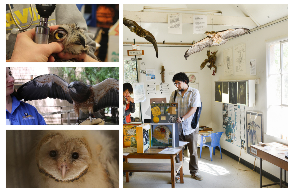 Collage of the California Raptor Center