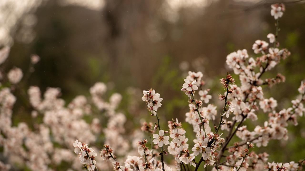 (Gregory Urquiaga/UC Davis) Cherry blossoms