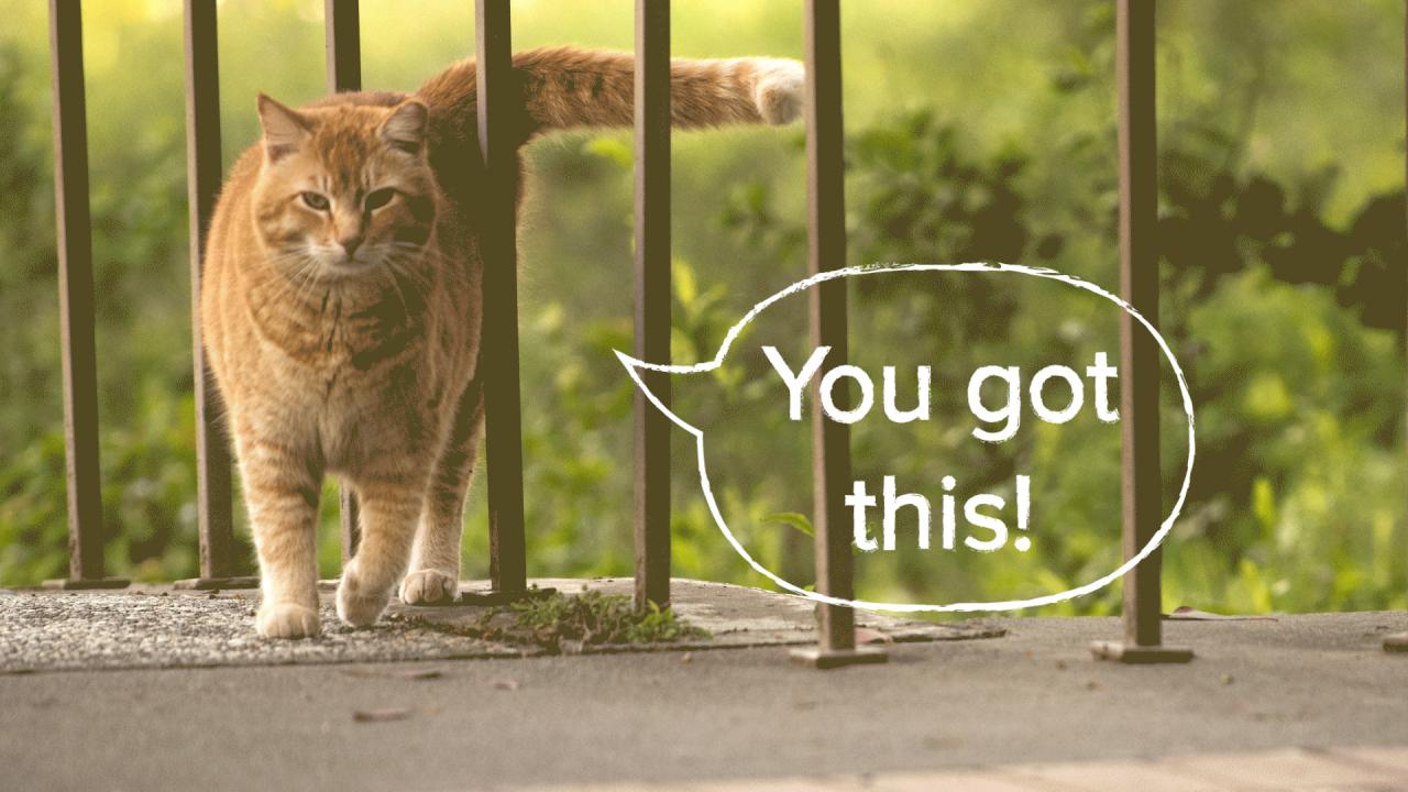 Cheeto - "You got this!"