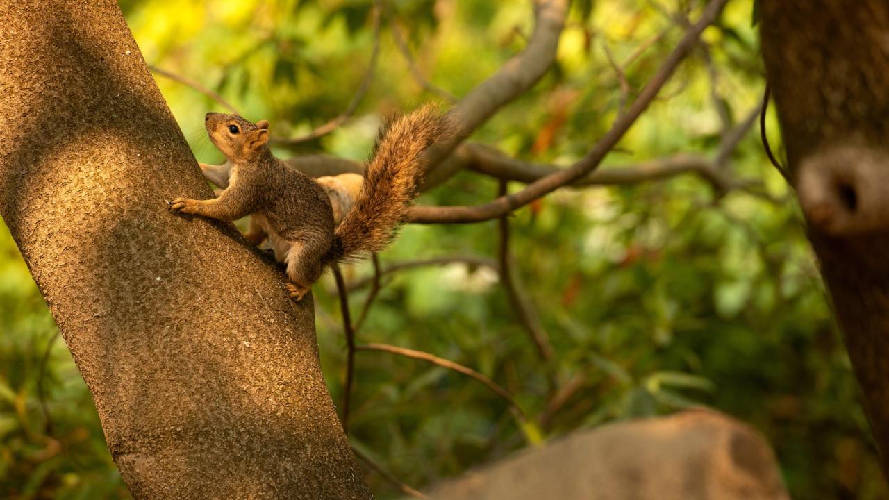A squirrel climbs a tree in the Arboretum