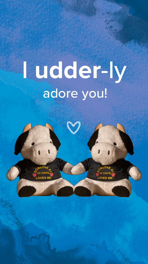 Valentine's Day cow card