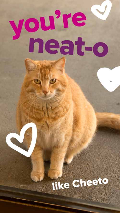 Valentine's Card saying "You're neat-o lie Cheeto"