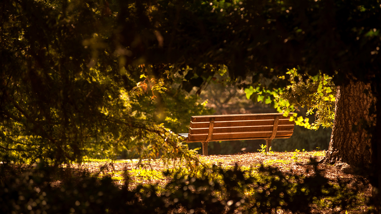 bench at Putah Creek