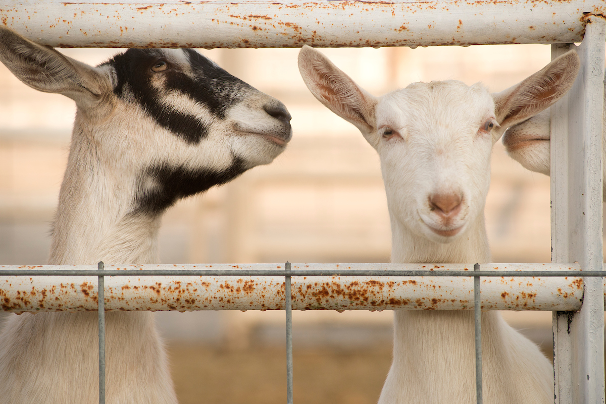 goats at the Animal Science Horse Barn in 2016