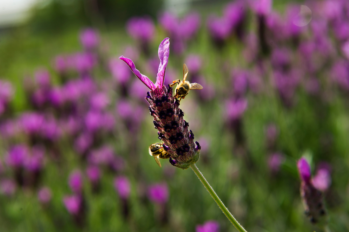 a bee rests on a flower at the UC Davis Bee Haven