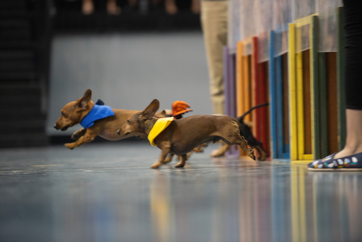 The Doxie Derby dogs begin their race at the 2018 Picnic Day