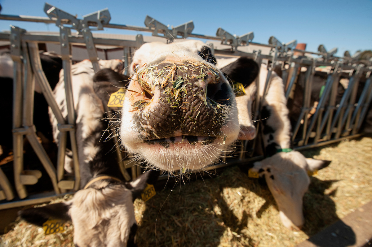 A dairy cow gets close to the camera