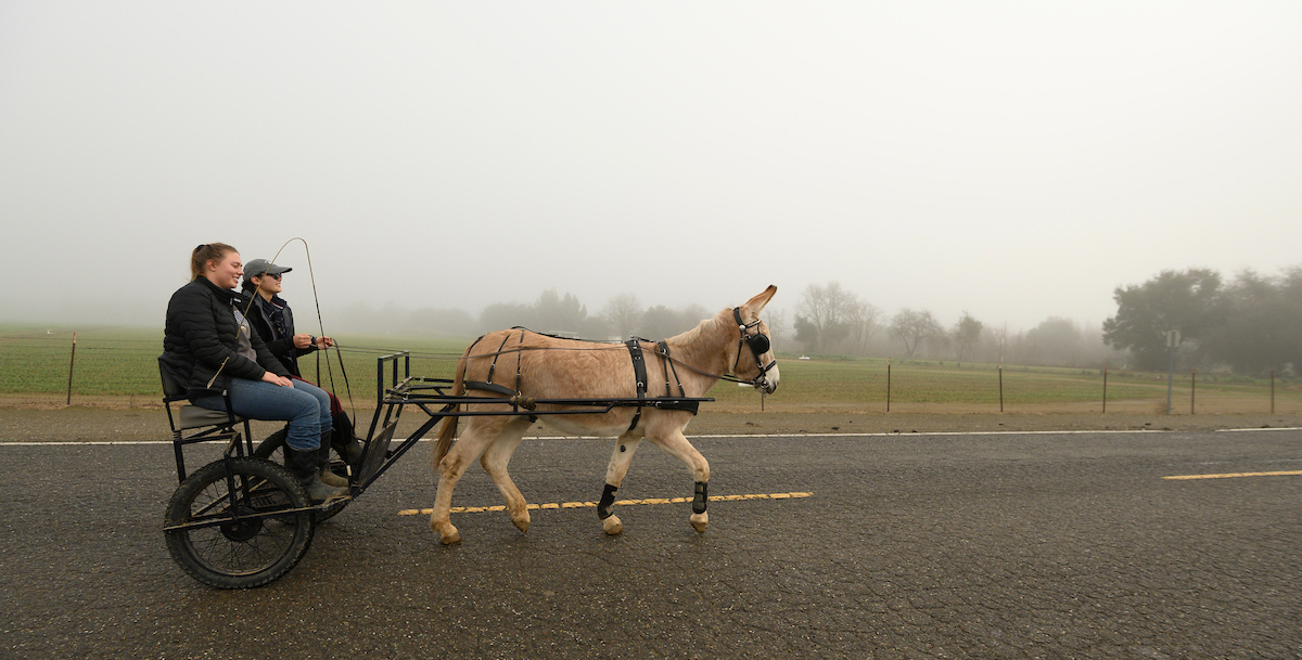 Draft Horse and Driving Club