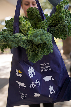 Bag full of kale