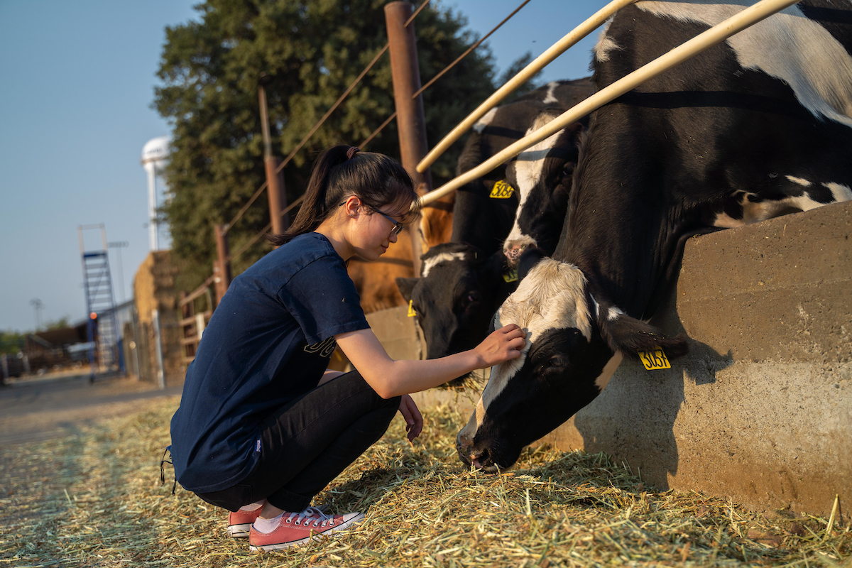 A student pets one of the dairy cows