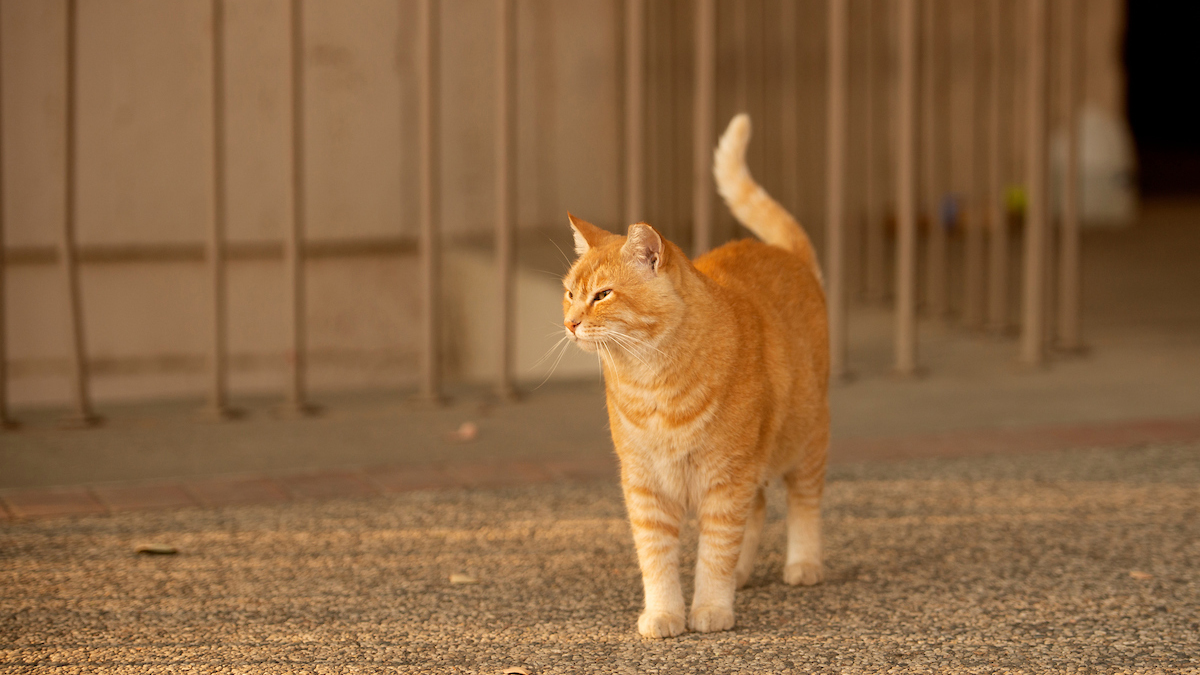 Cheeto, the Physics cat