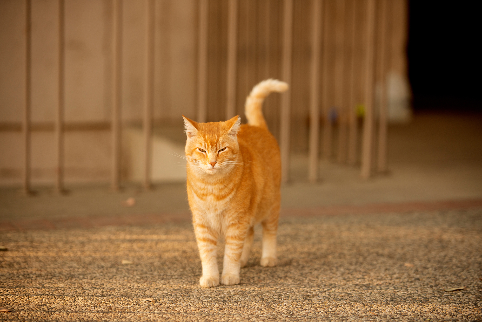 Cheeto, the Physics cat