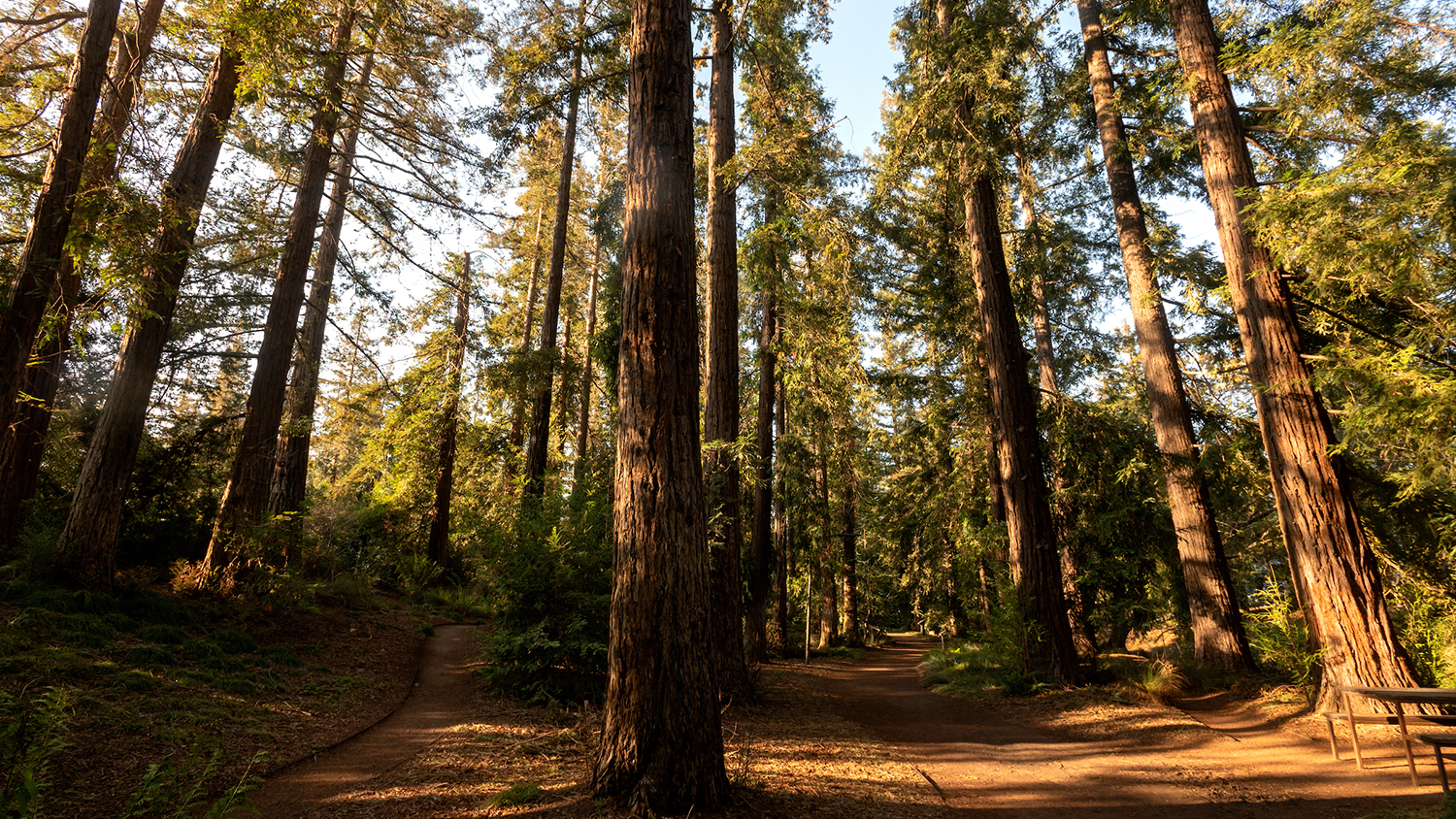 Redwood Grove in the Arboretum