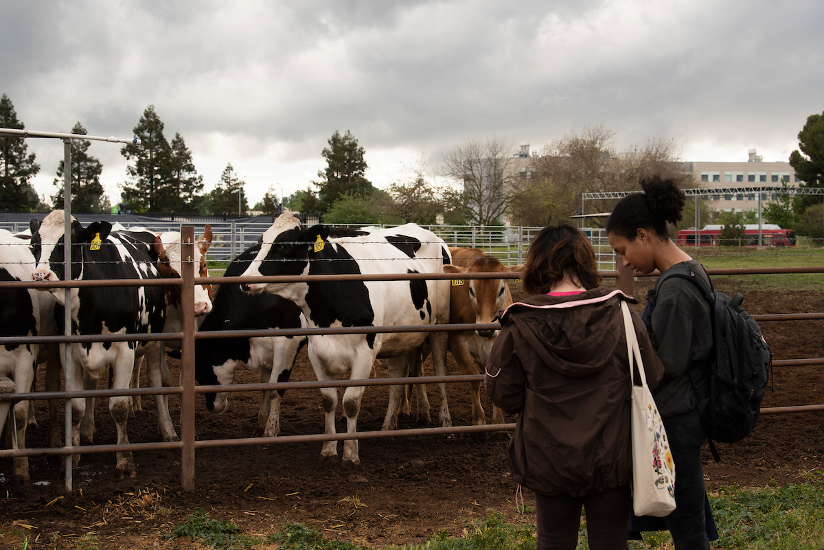 Two students stand in front of the dairy cows on Dairy Road