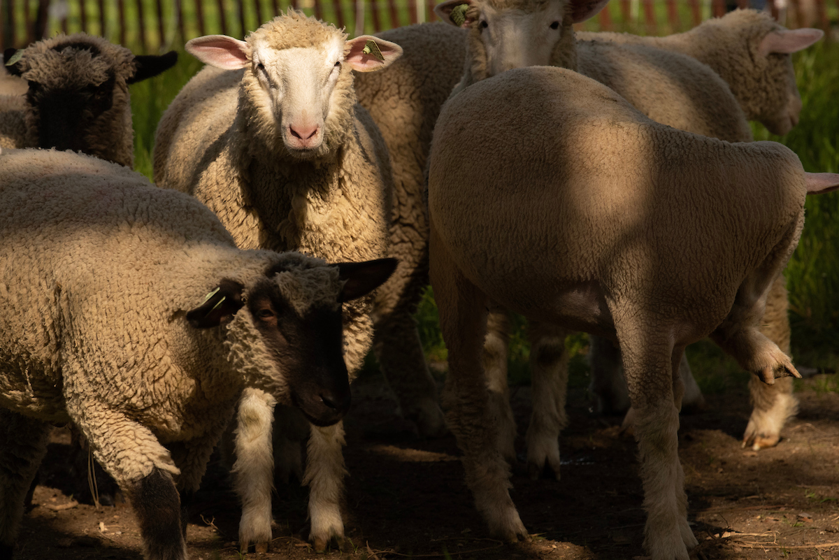 A close-up picture of the sheepmowers