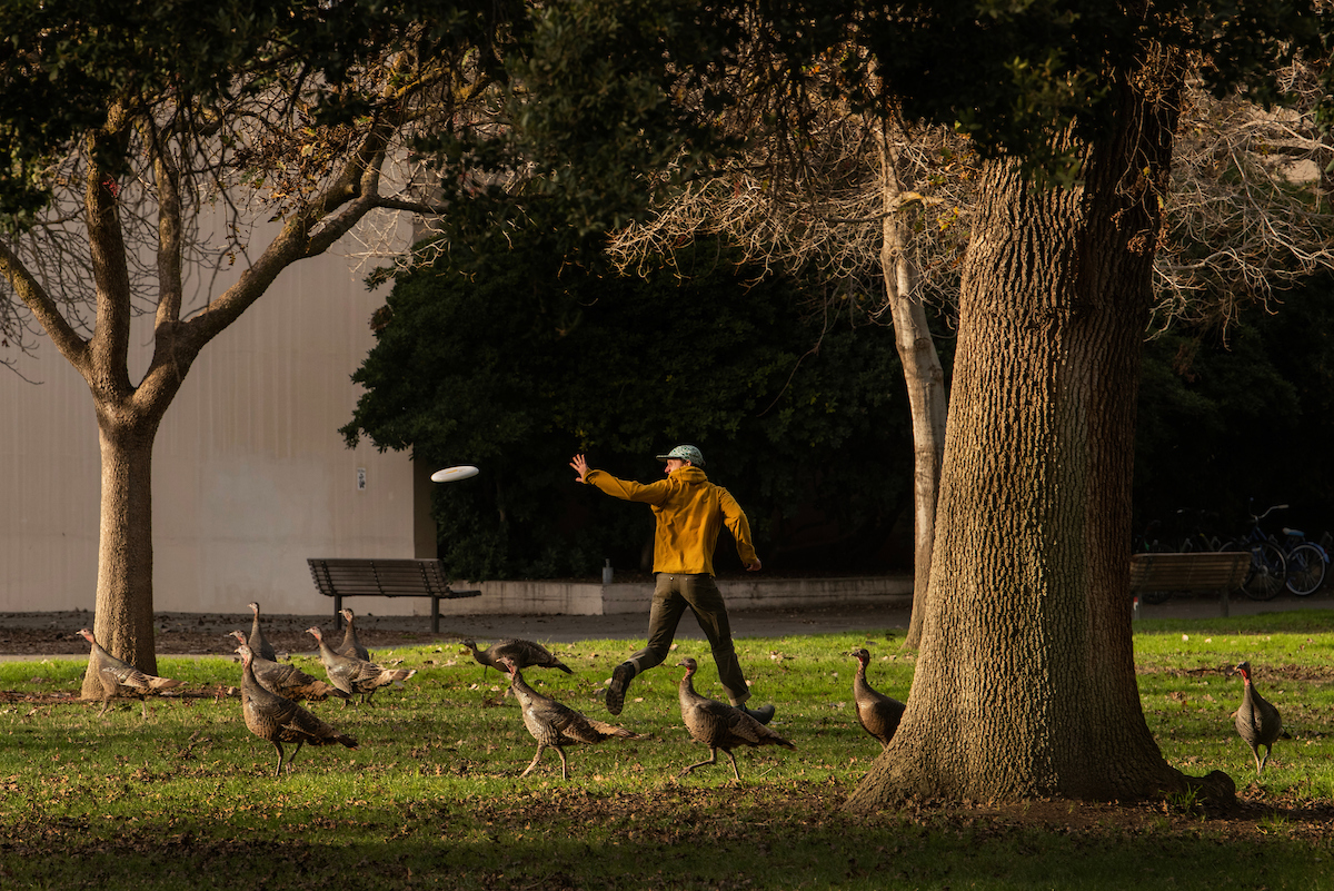 A student catches a frisbee near a crowd of turkeys