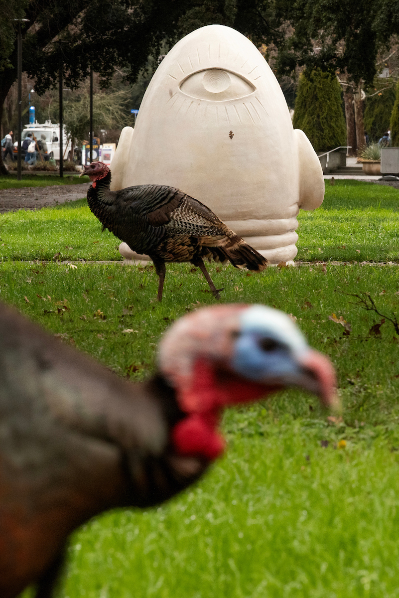 Turkeys walk around near the Eye on Mrak Egghead