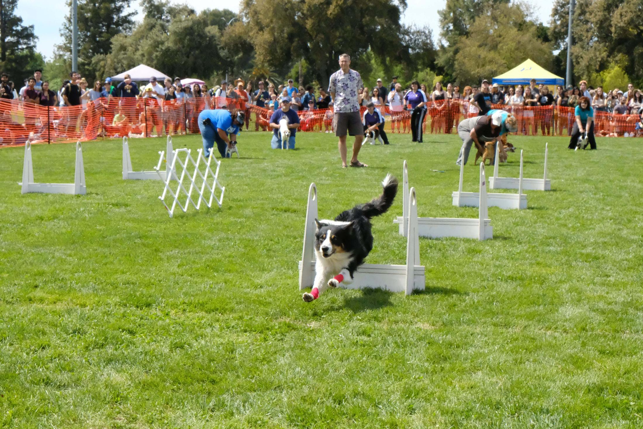 Picnic Day Dog 