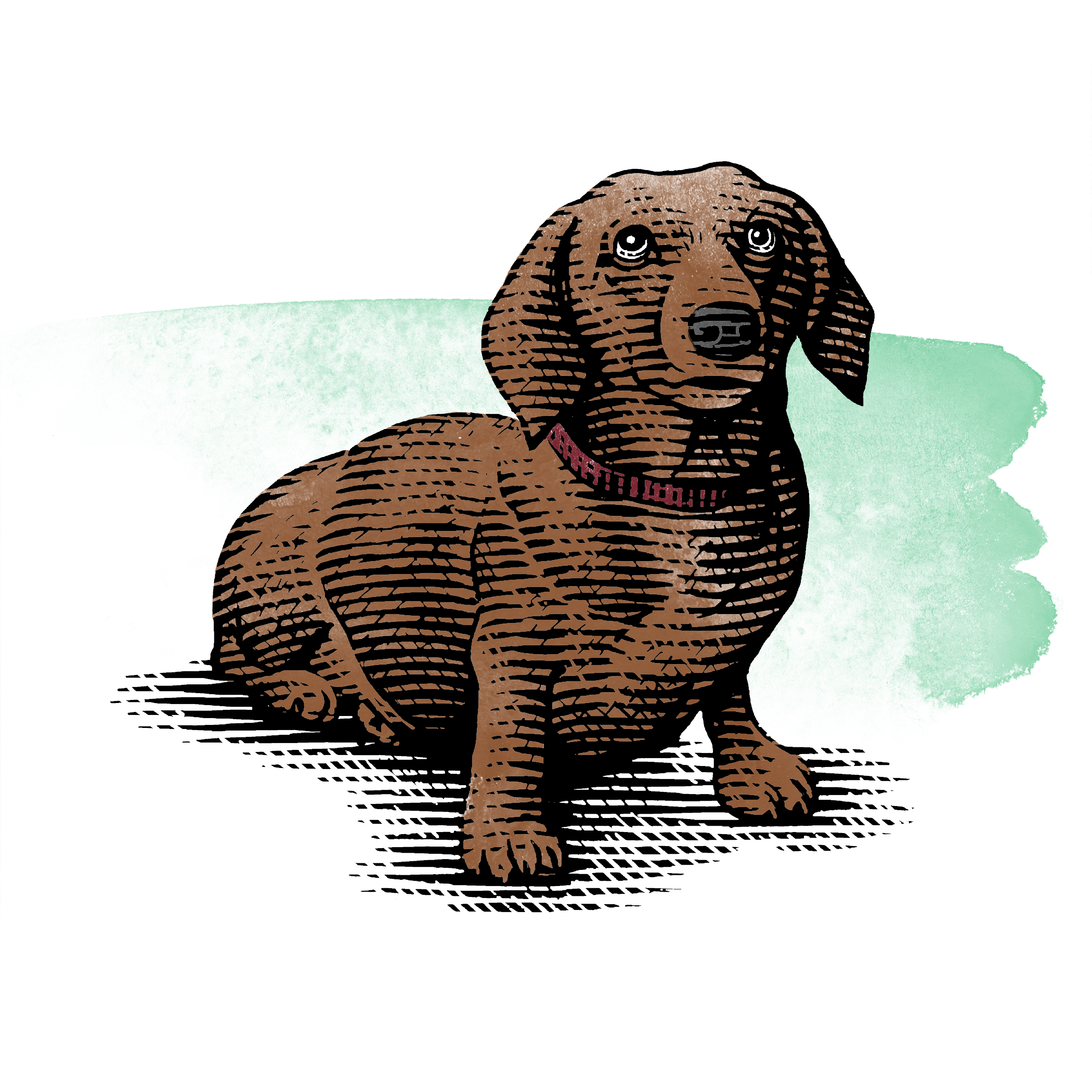 doxie color noble graphic