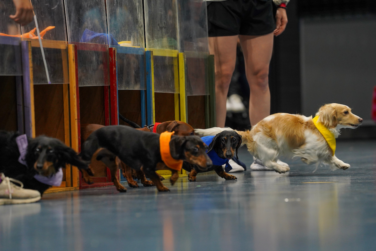 Dogs run in the Doxie Derby, 2023