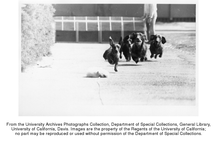 Dogs run in the Doxie Derby, undated