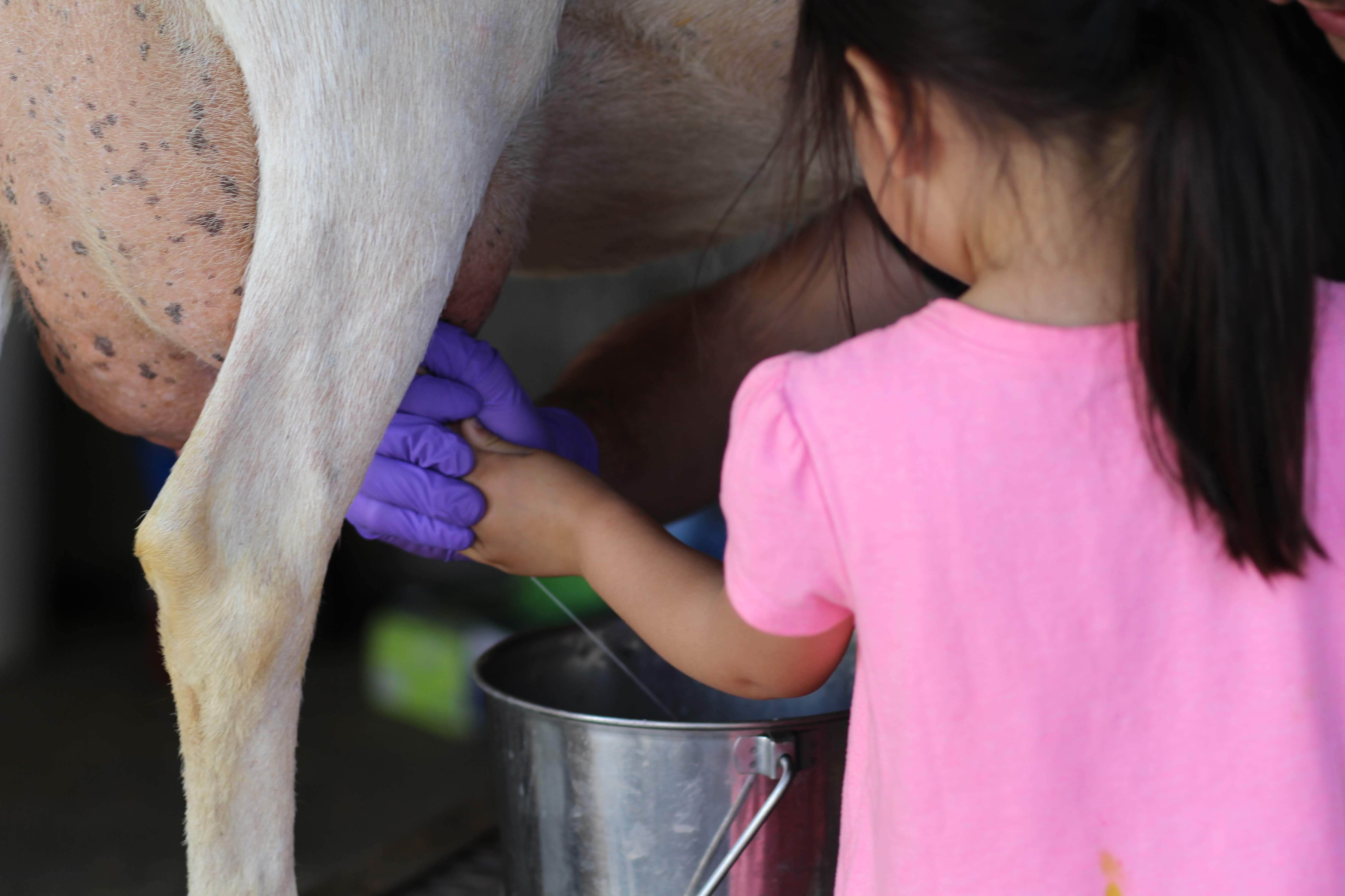 A girl milks a cow at Picnic Day