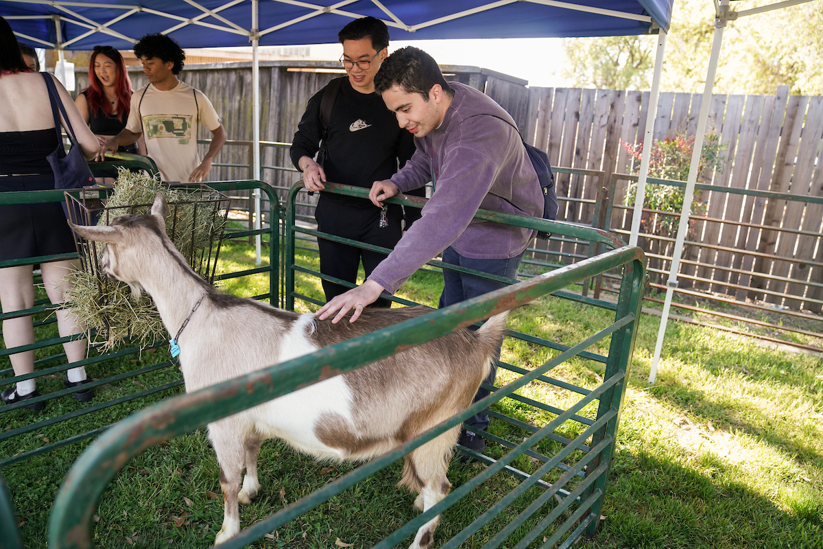 A student pets a goat at the petting zoo, 2023