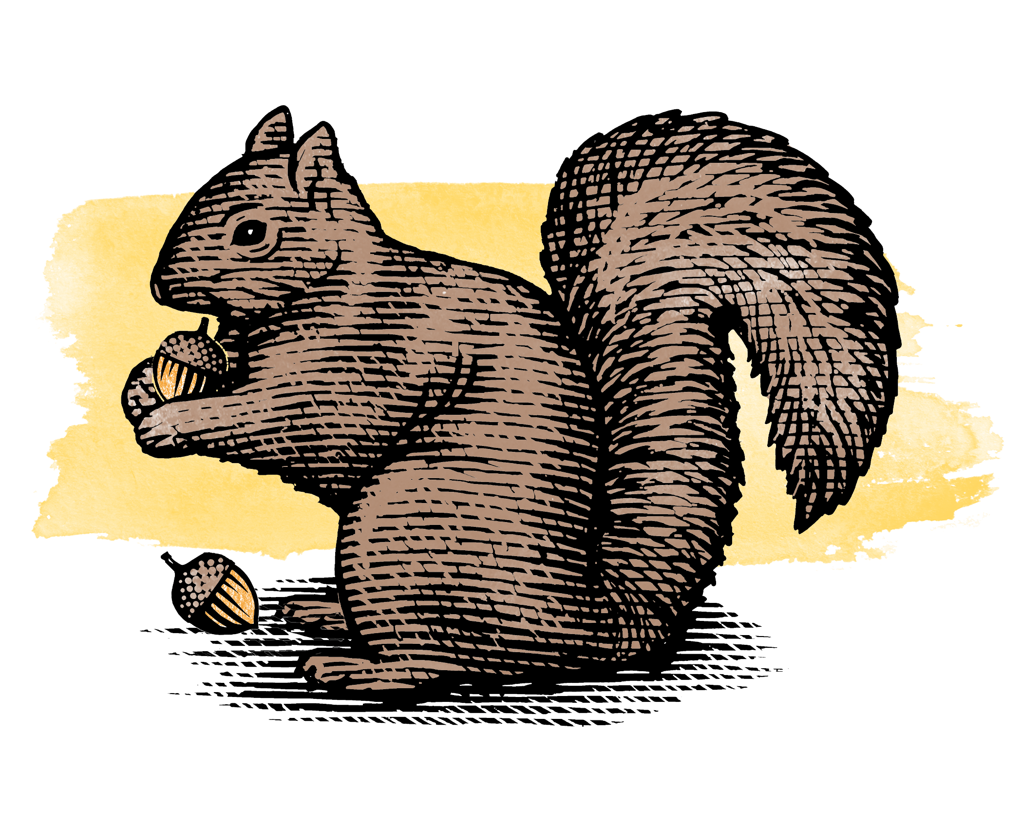 squirrel noble graphic color 