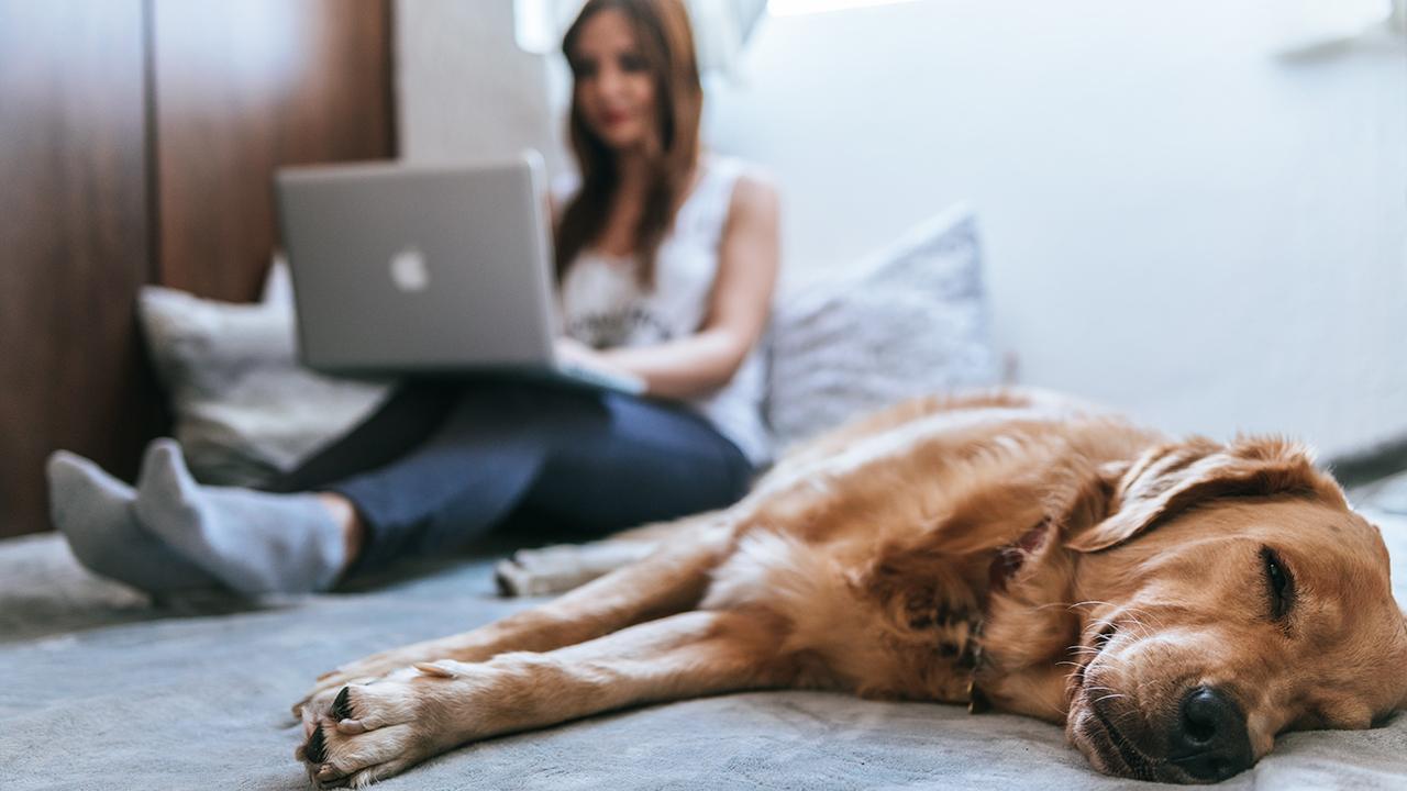 Dog and woman with laptop on bed. 