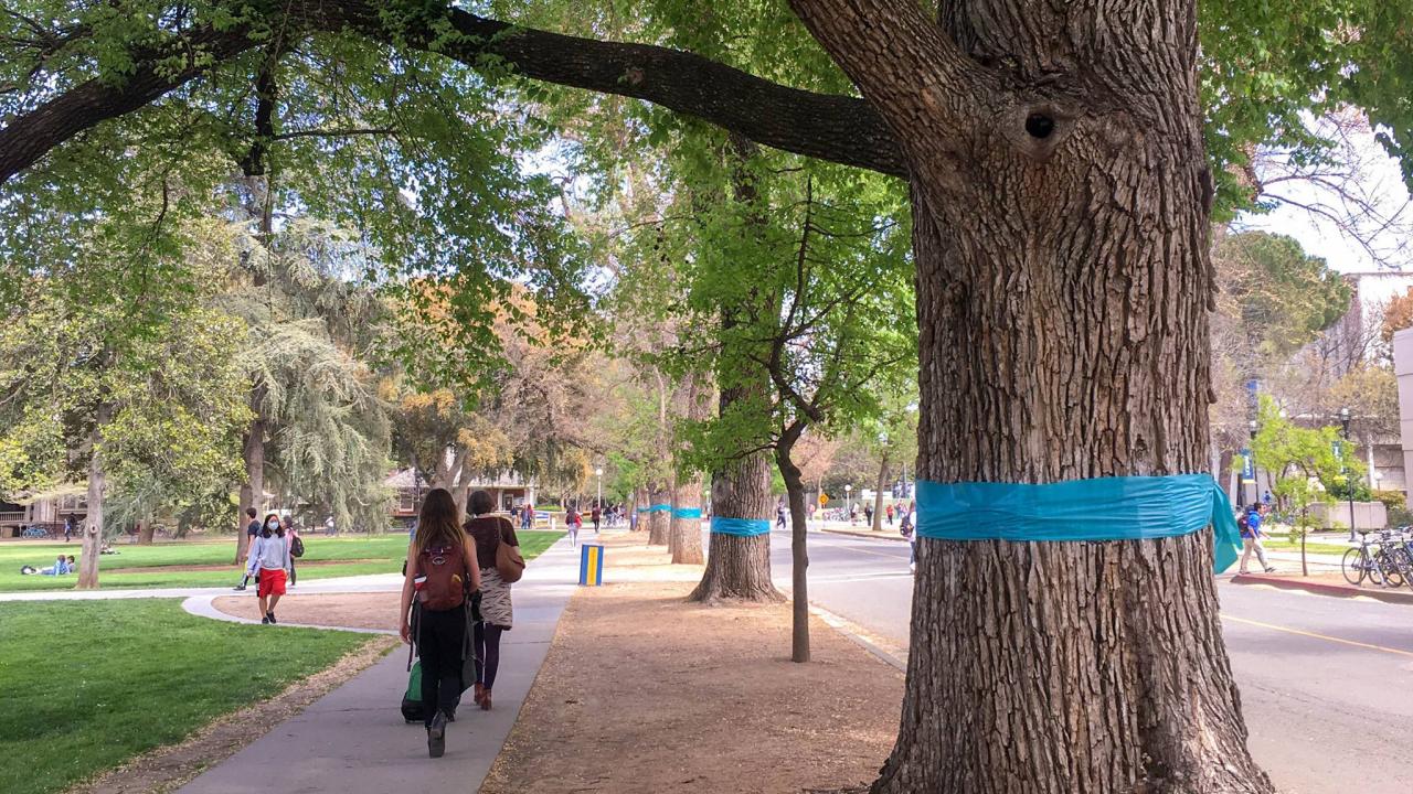 Teal ribbons around trees on the Quad