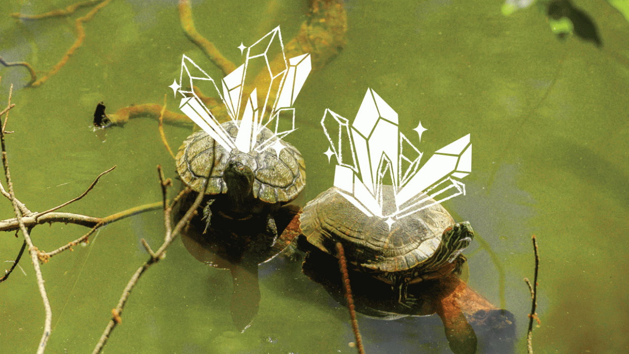Two turtles in the Arboretum with drawings of shining gems on their shells