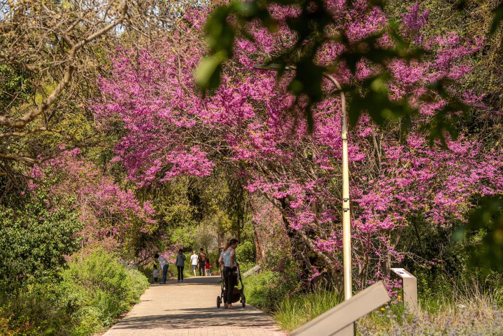 People walk through the Arboretum under pink blooming trees