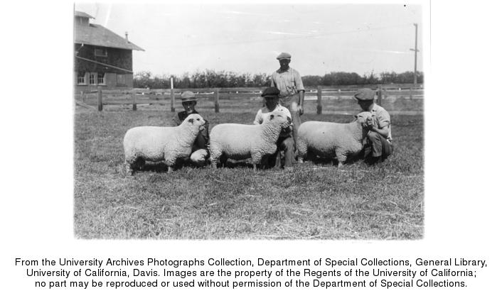 Sheep, 1923