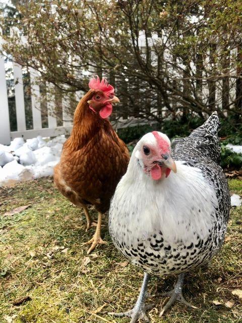 A white chicken and a brown chicken