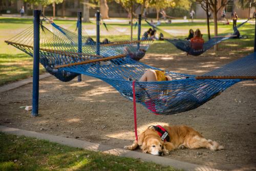 A service dog rests on the ground near the blue hammocks in the quad