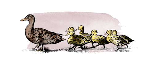 ducks color noble graphic