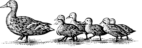 An illustrated duck and duckings