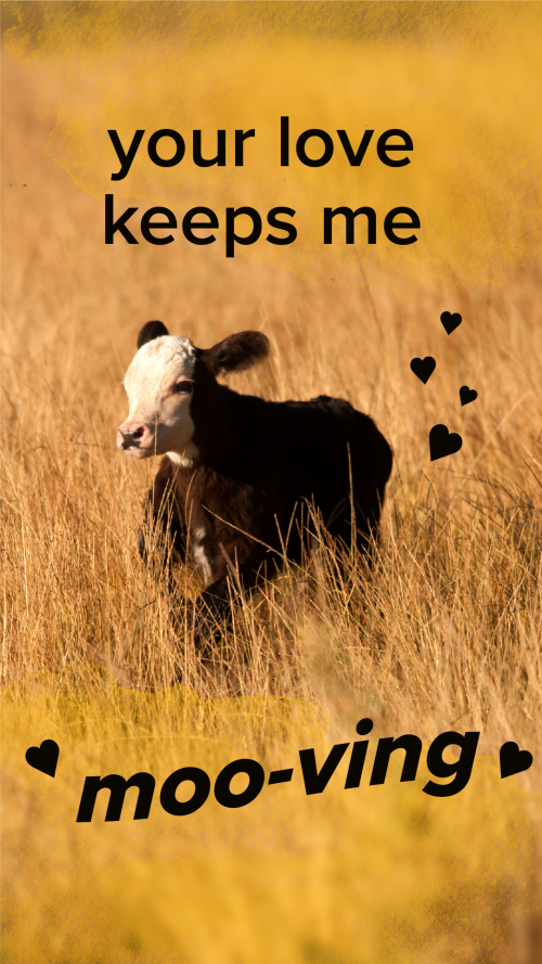 Valentine's Card saying "Your love keeps me moo-ving"