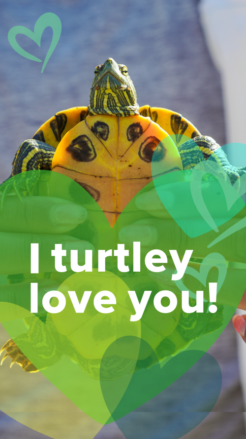 Valentine's Card saying "I turtley love you!"