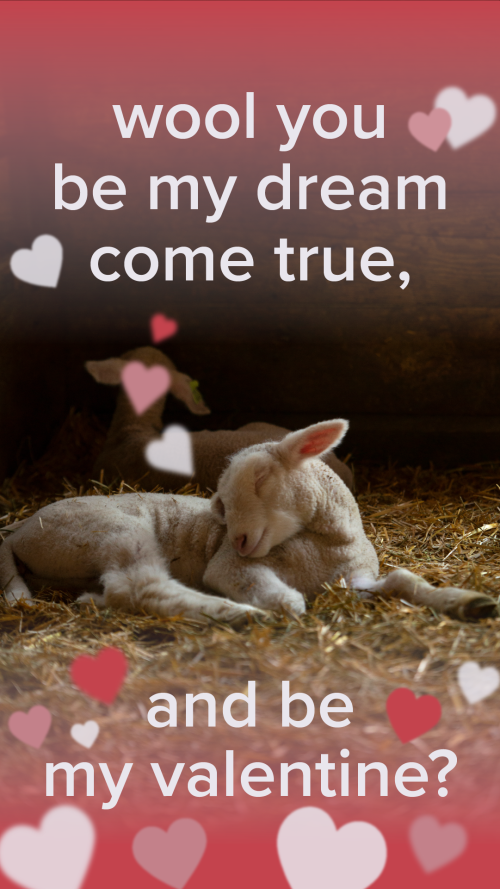 Valentine's Card saying "wool you be my dream come true, and be my valentine?