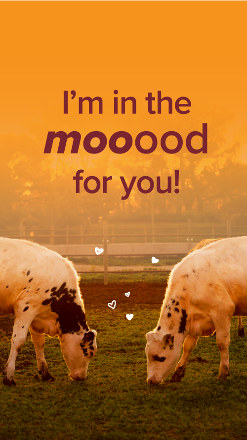 Two cows eat grass, above them is text over an sunset background that says "I'm in the mooood for you!"