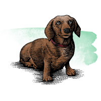 Colored illustration of a dachshund