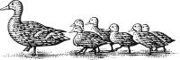 Ducks Illustration