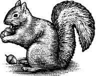 a black and white illustration of a squirrel with a nut