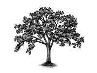 tree illustration