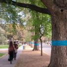 Teal ribbons around trees on the Quad