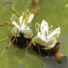 Two turtles in the Arboretum with drawings of shining gems on their shells