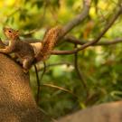 A squirrel climbs a tree in the Arboretum 